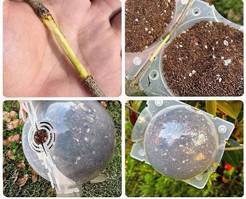 5pcs Reusable Plant Rooting Device, Air Layering Pods, Plant Rooting Grow Box.